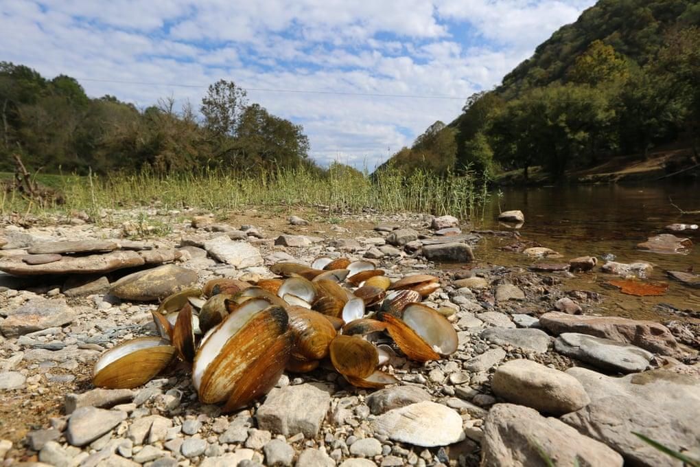 Clinch Dead Mussels