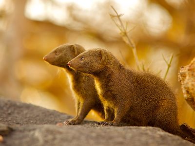 While highly social and cooperative among themselves, dwarf mongooses take a while to warm up to newcomers.