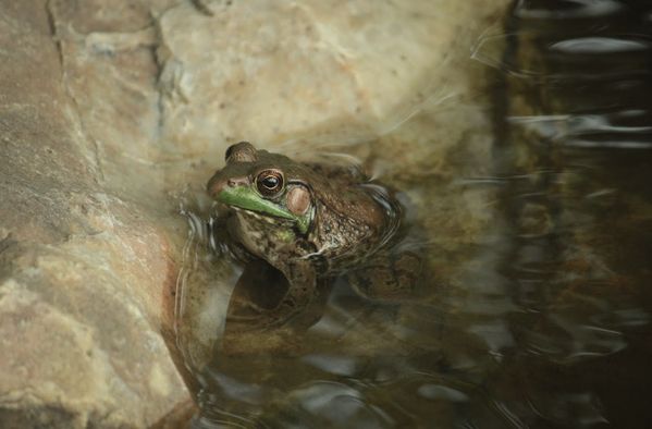 Frog of the Garden thumbnail