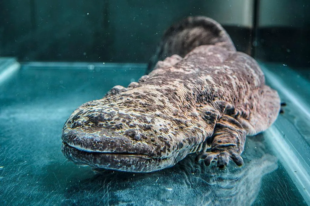 1024px-Velemlok_čínský_zoo_praha_1.jpg