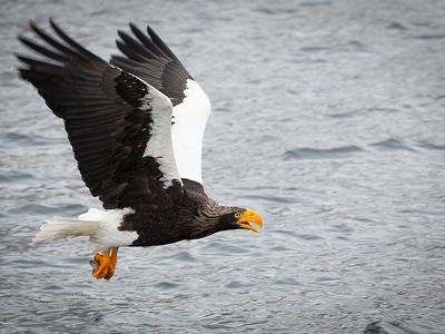 Steller&#39;s sea eagles are massive birds of prey typically found along the coasts of northeastern Asia. The one pictured above is not the bird spotted in Canada.