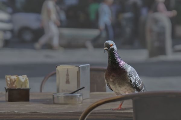 Pigeon in Naples thumbnail