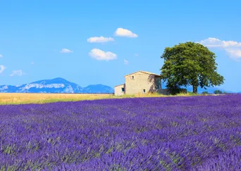 Living in France: A Stay in Provence description