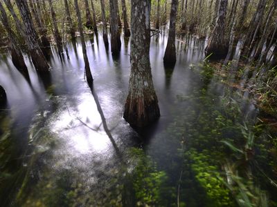 Cypress tree trunks in wetland at Everglades National Park