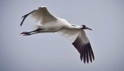 Whooping Cranes Came Back From the Brink of Extinction. Now, New Threats Are Converging on Their Texas Wintering Grounds