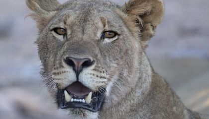 In Namibia, Lions Are King of the Beach