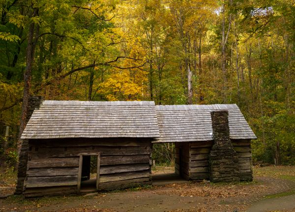 Enveloped in Autumn Canopy thumbnail