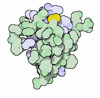 a globular peptide molecule
