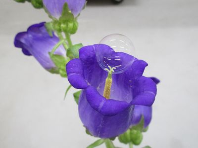 Researchers tested their pollen-carrying bubbles on lily, azalea and campanula flowers (shown).