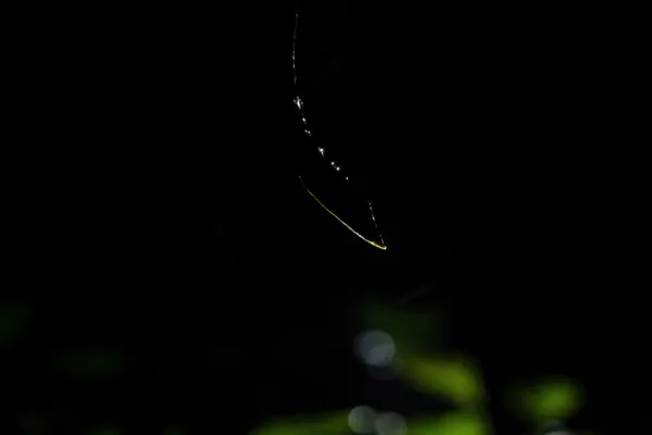 Monsoon's Thread of Light thumbnail