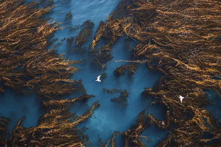 Birds glide above the forests that surround Anacapa Island, California.