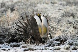 20110520104035sagegrouse-300x200.jpg