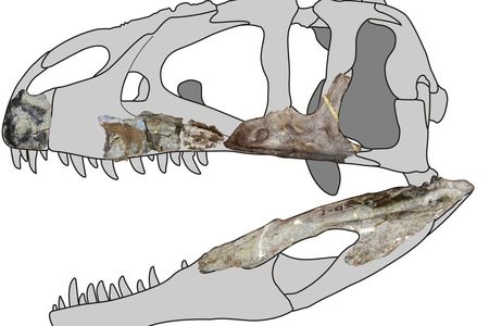 A reconstruction of a Siamraptor skull based on fossil evidence. 