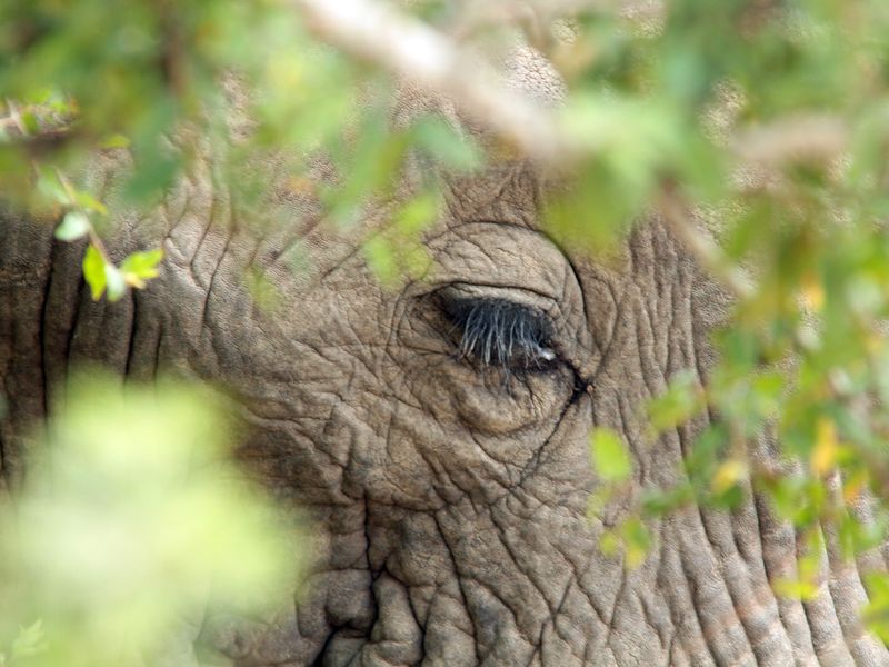 Elephant Eyelashes Smithsonian Photo Contest Smithsonian Magazine