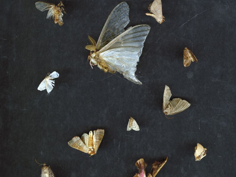Collection of dead moths from Martha's Vineyard scanned on glass on a