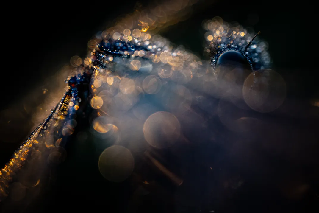 Close-up shot of sparkling damselfly