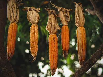 New research shows that mass migration of ancient peoples from the south were essential to bringing maize cultivation to Maya communities in Central America. Scientists previously thought knowledge of farming techniques were shared by word of mouth between neighboring communities.&nbsp;
