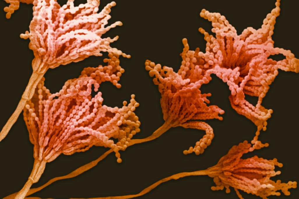 01_02_2015_penicillin.jpg