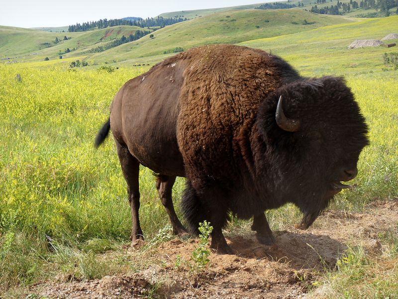 Bison in South Dakota Smithsonian Photo Contest Smithsonian Magazine