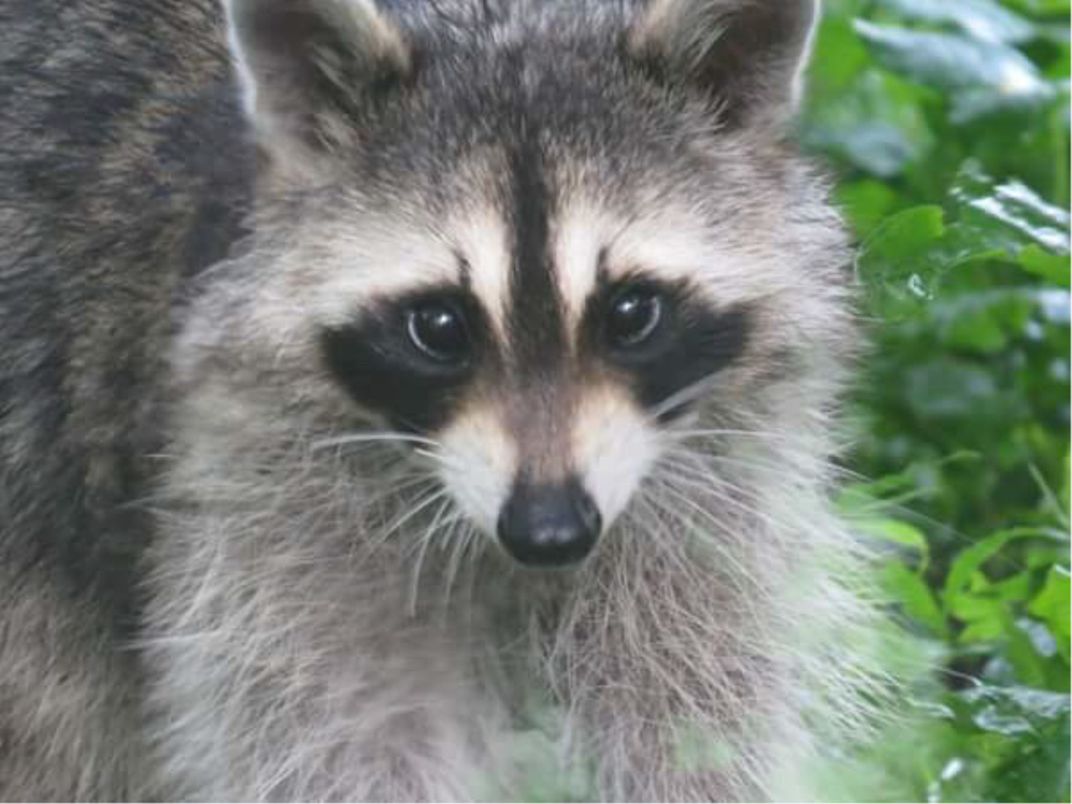 Bandit in the wild | Smithsonian Photo Contest | Smithsonian Magazine