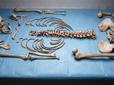 13th- to 15th-century female skeleton