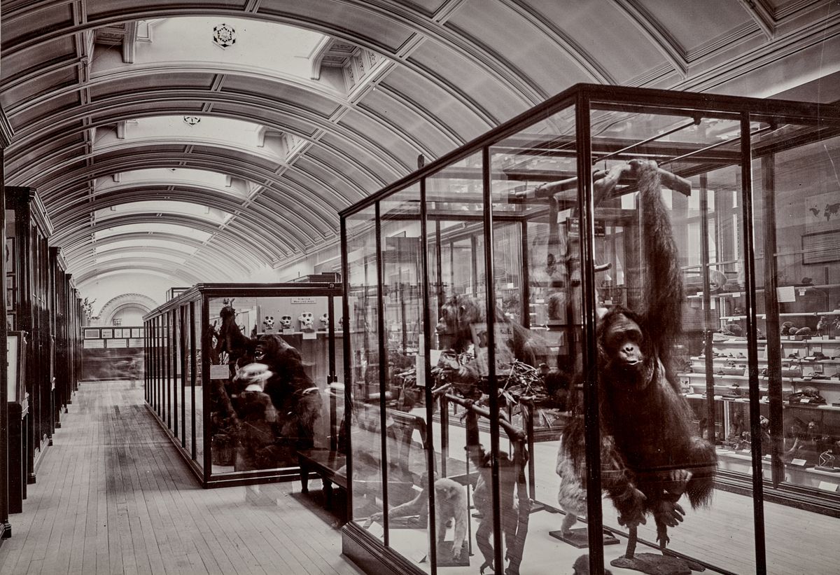 Closed to the Public Since WWII, a ‘Hidden' Gallery at London's Natural History Museum Opens Its Doors Once Again