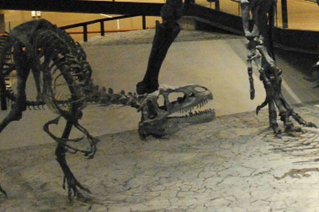 Allosaurus
