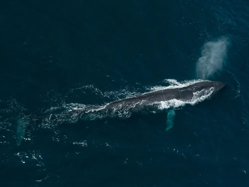 A blue whale surfaces from the dark blue waters of the Pacific Ocean. It spouts water from its blowhole, creating a gray, misty cloud above its head.