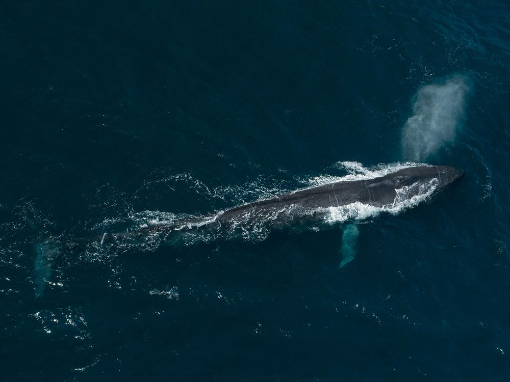 A blue whale surfaces from the dark blue waters of the Pacific Ocean. It spouts water from its blowhole, creating a gray, misty cloud above its head.