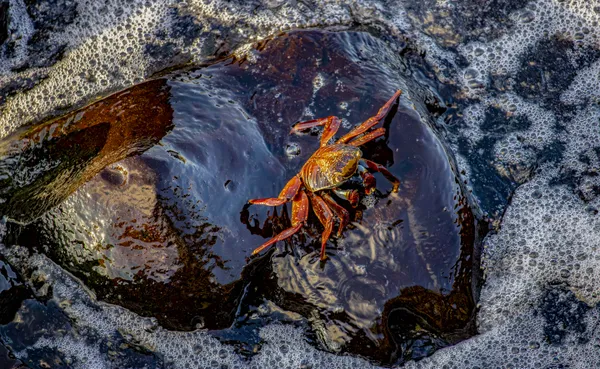 Sally Lightfoot Crab in the Galapagos thumbnail