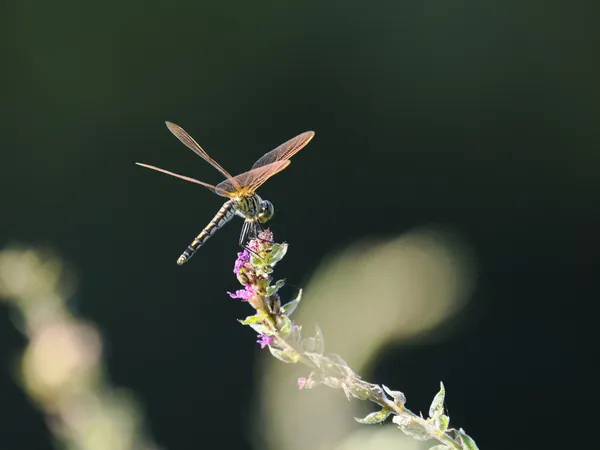 A green dragonfly perches on the blossoms thumbnail