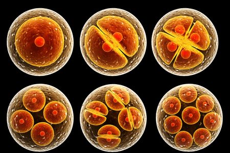 An illustration shows the process of cell division, which involves chromosome pairs swapping some of their genetic data.