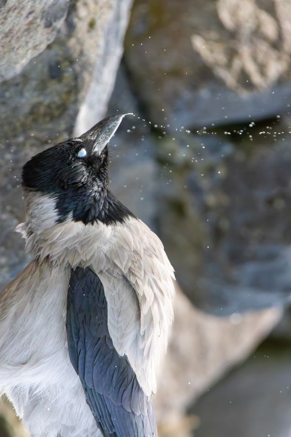 Hooded Crow Sipping Water thumbnail