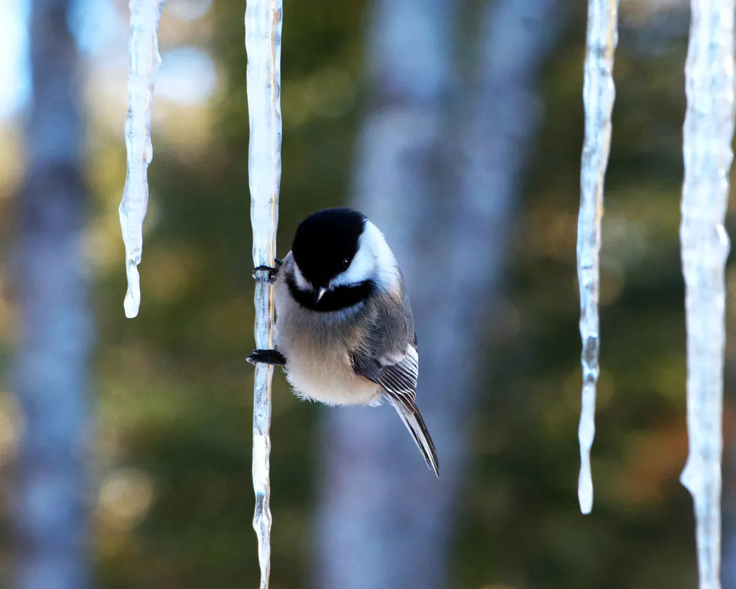 Get an Eyeful of These 15 Photos of Incredibly Cool Icicles