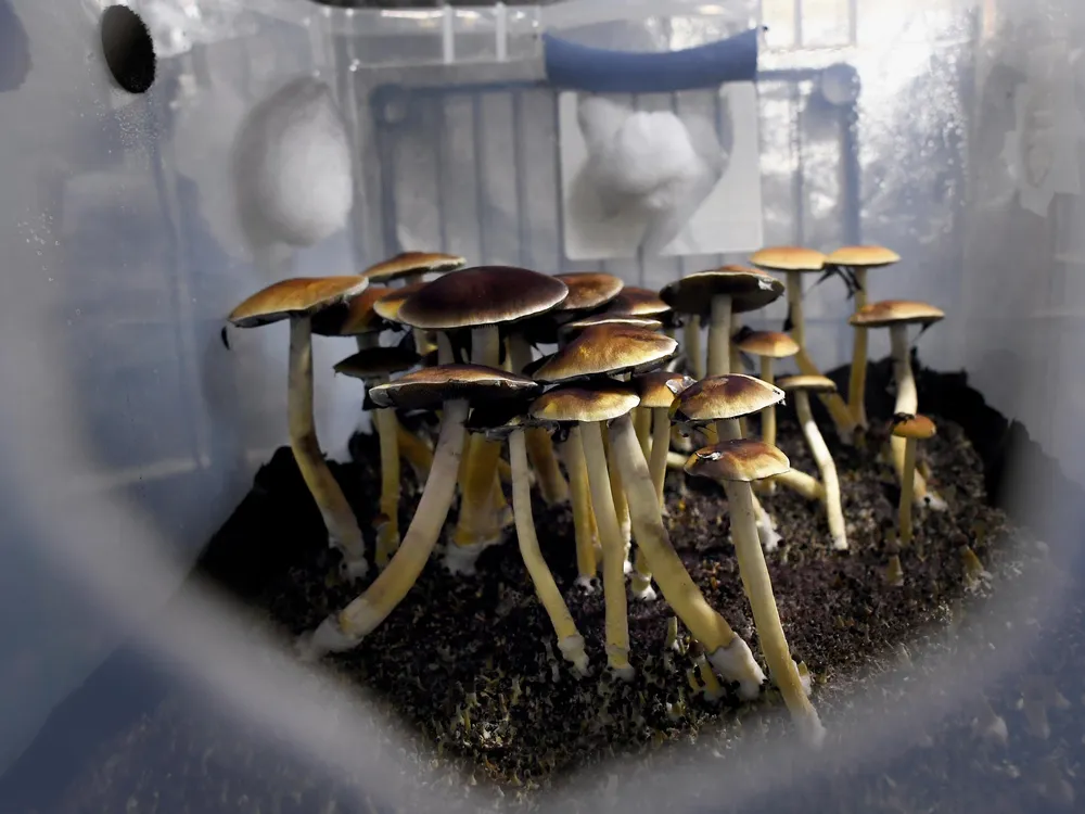 Mazatec psilocybin mushrooms ready for harvest in their growing tub 