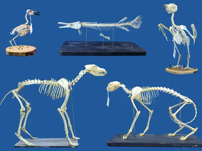 Flesh-Eating 'Superworms' Could Become a New Skeleton-Cleaning Crew for Museum and Research Specimens image