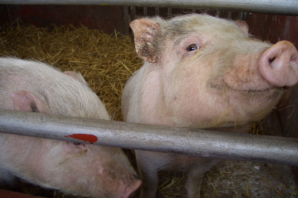 2pigs.jpg