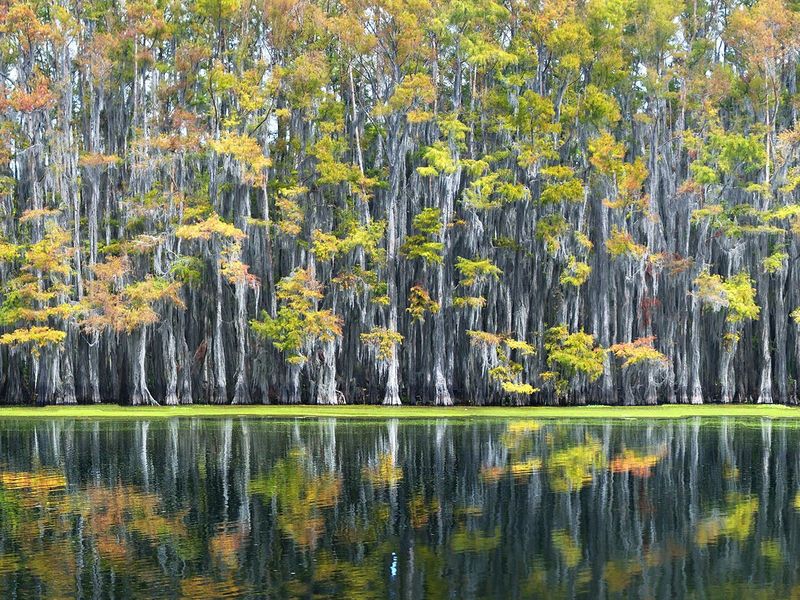 A wall of cypress trees, decorated with Spanish moss ...