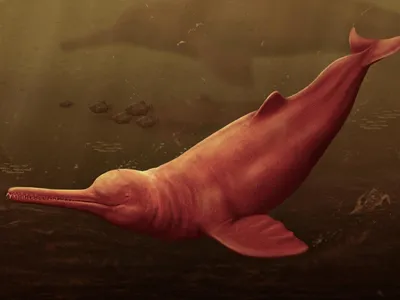 New Extinct Species of Giant Dolphin Discovered in Peru From a 16-Million-Year-Old Skull image