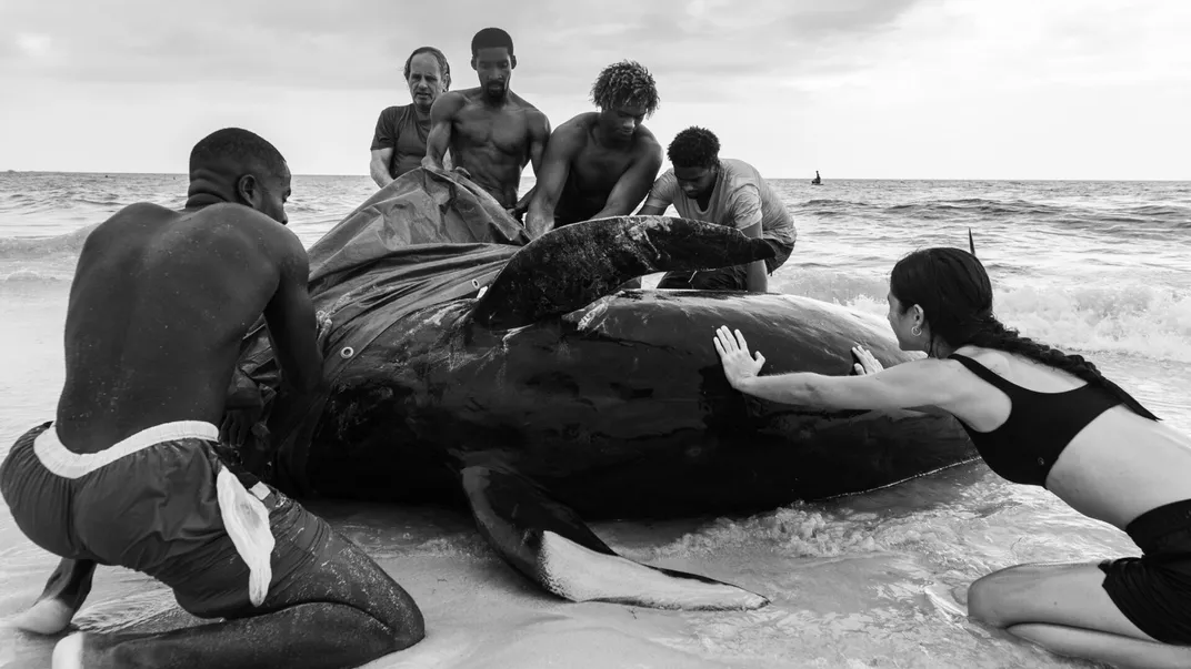 volunteers pushing a surfed whale