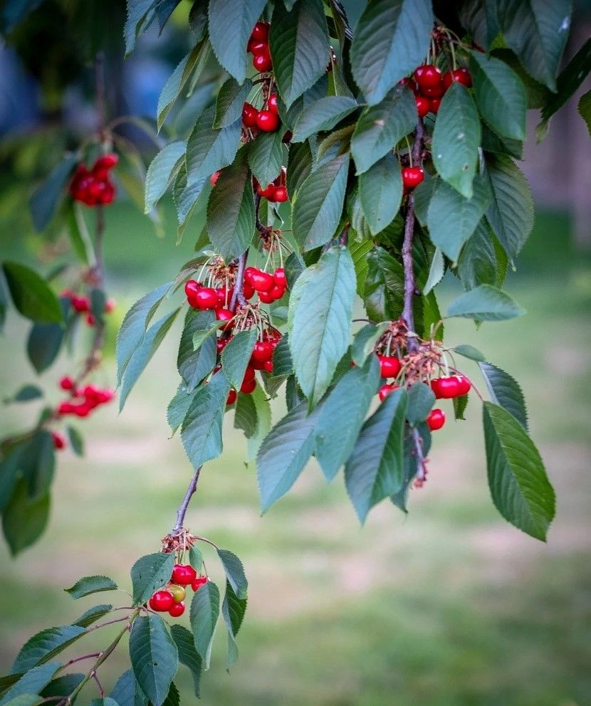 A branch with red cherries and green leaves.