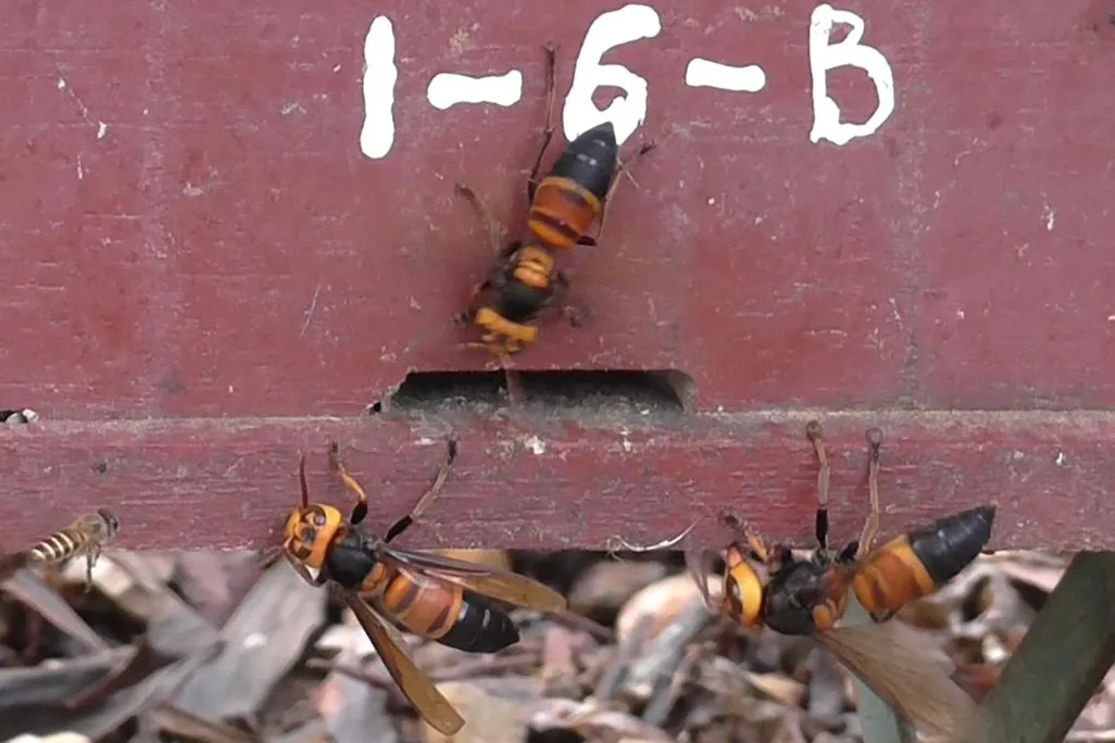 An image of a three giant hornets at the entrance of a bee hive.