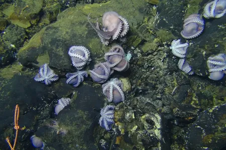 Up to 1,000 octopus moms care for their brood. 