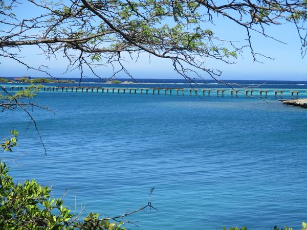 Mango Halto Scenic Aruba Shore thumbnail