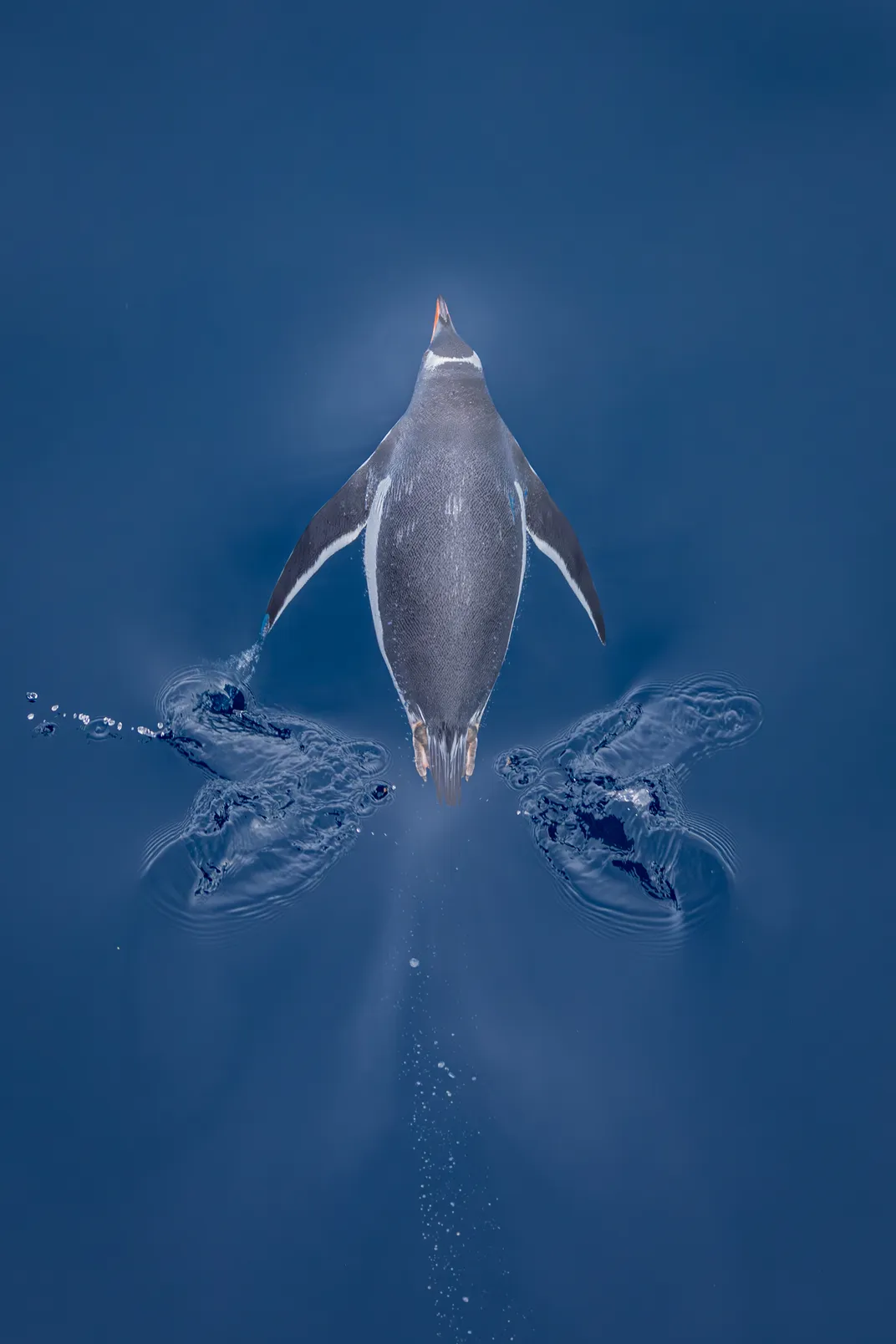 seen from above, a gentoo penguin swims in blue water