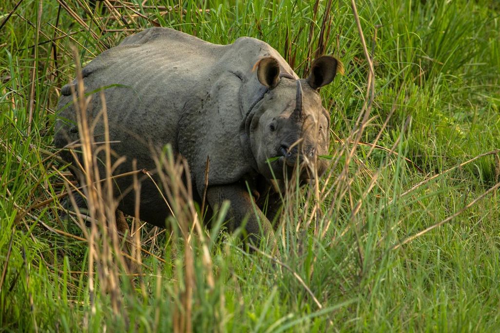 Nepal Rhino
