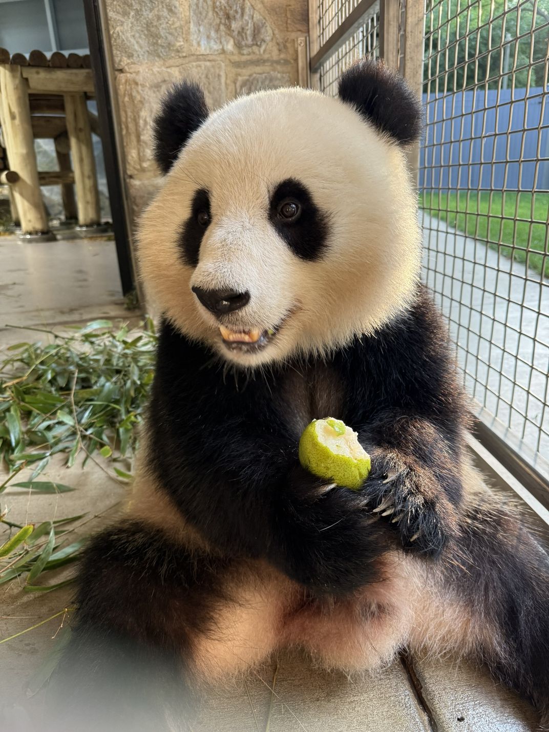 Qing Bao snacks on a pear in her indoor habitat on July 30, 2025.