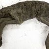 Scientists Extracted Liquid Blood From 42,000-Year-Old Foal Found in Siberian Permafrost icon