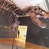 A T. Rex Sold for $31.8 Million, and Paleontologists Are Worried icon