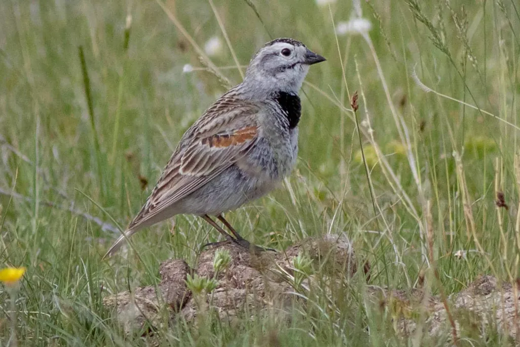 McCown’s longspur sitting amongst tall grass